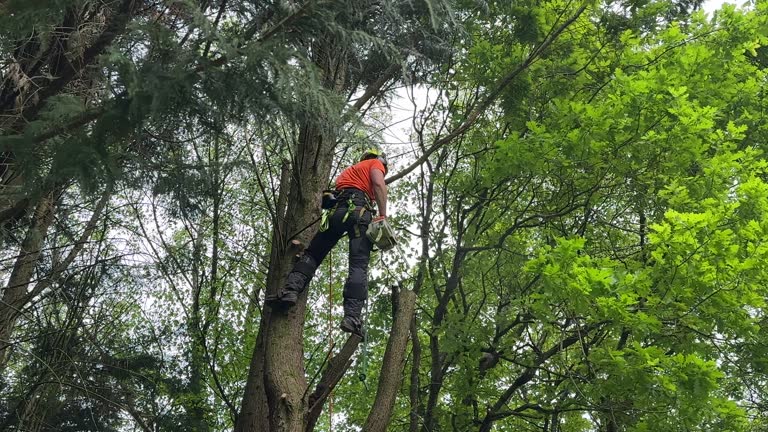 Best Commercial Tree Services  in Madelia, MN